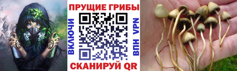 Псилоцибиновые грибы MAGIC MUSHROOMS  Луза 